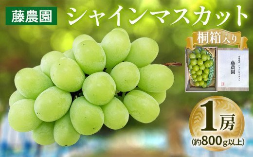 シャインマスカット 1房 桐箱入り (約800g)糖度18度以上｜つがる市産 種なし ぶどう フルーツ 果物 贈答 青森 つがる市 藤農園 2026年産 令和8年 農福連携 [0627]