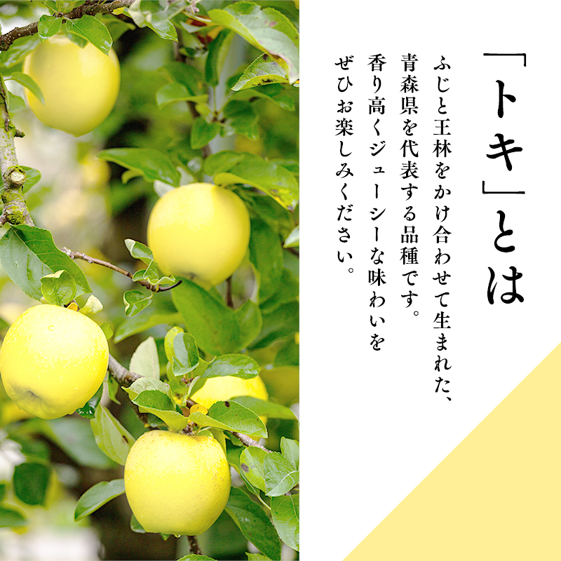 10月 トキ約5kg 【JA津軽みらい・平川市産・青森りんご】