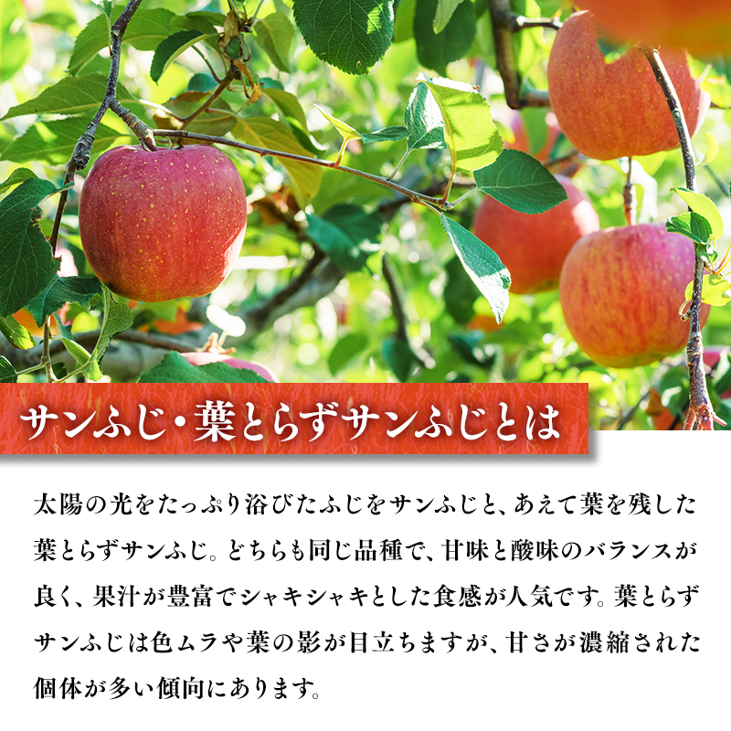 【11～12月発送】 キラ農法 家庭用完熟りんご サンふじ約3kg (葉取らずサンふじ含む)【青森りんご・平川市広船産】