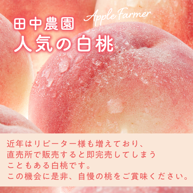 先行予約≪8月～9月発送予定≫  品種お任せ 平川市産 白桃 約3kg 【青森県 平川市 田中農園】フルーツ 果物 桃 もも モモ 白桃 ピーチ はくとう お取り寄せ 先行予約 旬 おまかせ 
