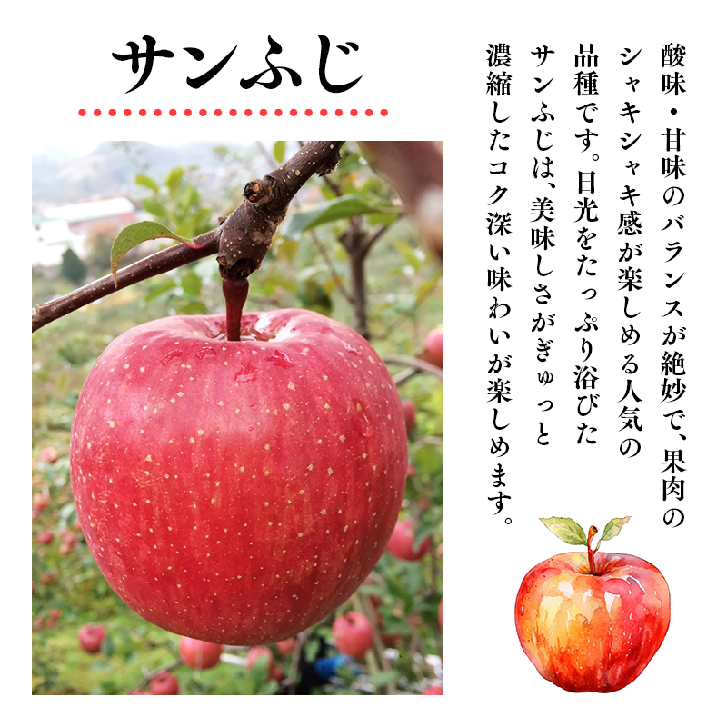 12月 100年の歴史 訳あり 家庭用サンふじ 約3kg【田中農園・青森県平川市産・青森りんご】