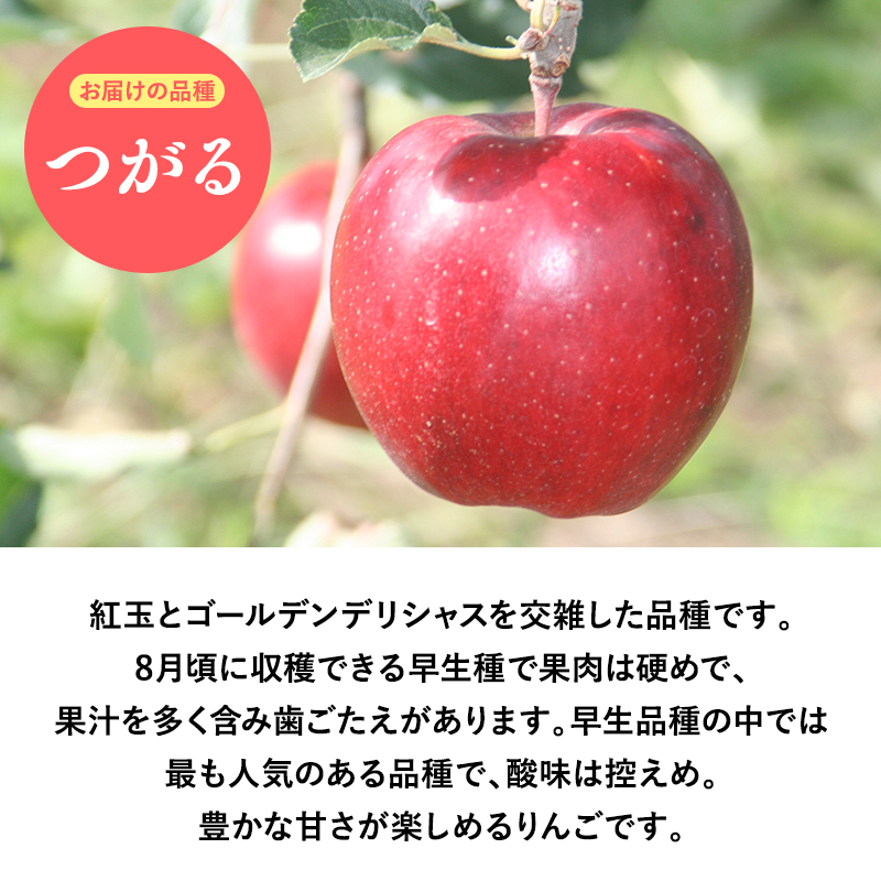 2025年産9月発送　【訳あり】家庭用つがる3ｋｇ　【そと川りんご園・9月・青森県産・平川市・りんご・つがる・3ｋｇ・訳あり・家庭用】