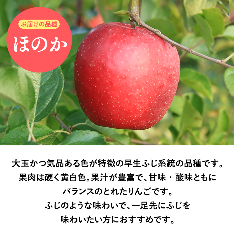 2025年産１０月発送　【訳あり】家庭用ほのか3ｋｇ　【そと川りんご園・１０月・青森県産・平川市・りんご・ほのか・3ｋｇ・訳あり・家庭用】