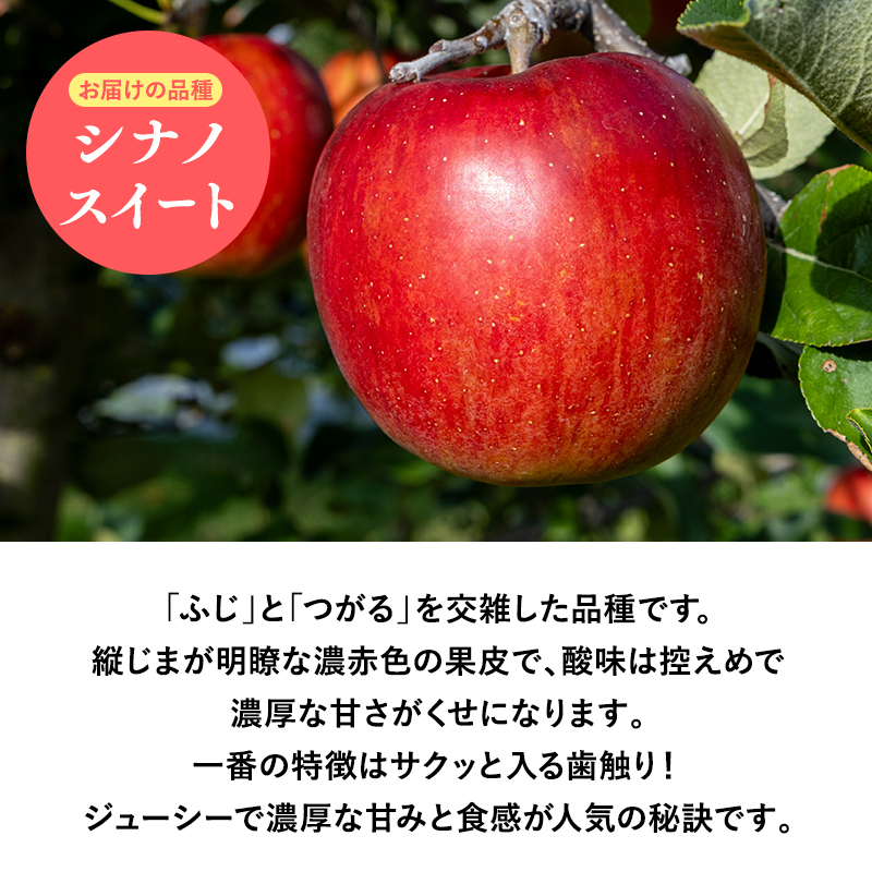 2025年産１０月・１１月発送　【訳あり】家庭用シナノスイート10ｋｇ　【そと川りんご園・１０月・１１月・青森県産・平川市・りんご・シナノスイート・10ｋｇ・訳あり・家庭用】