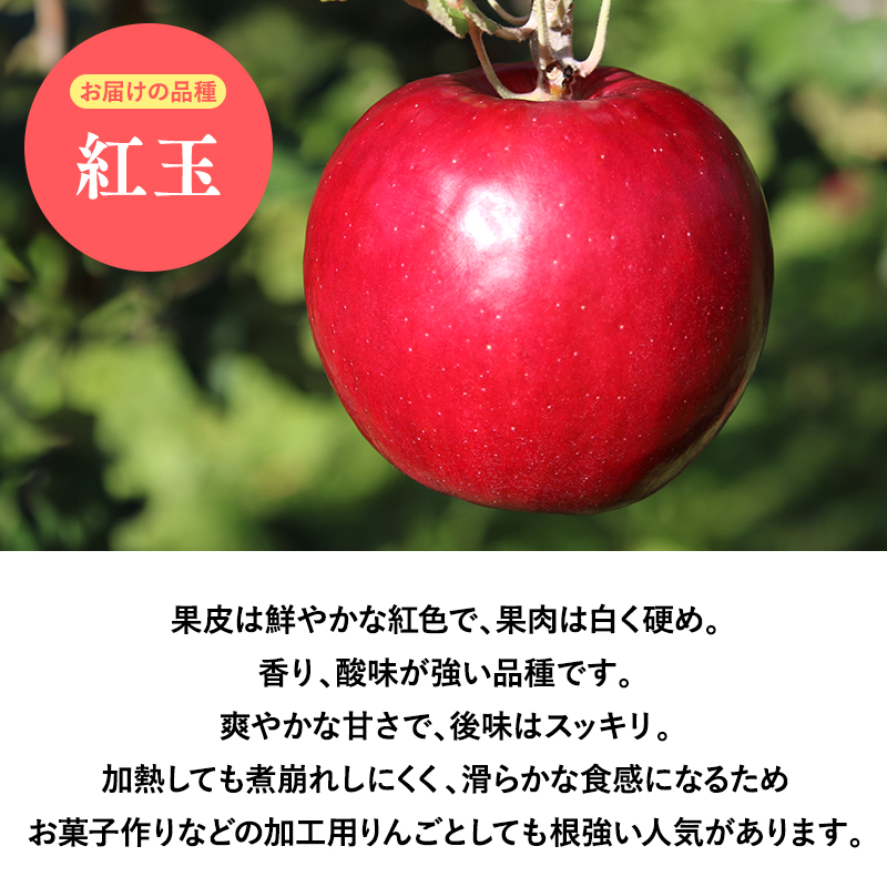 2025年産１０月発送　【訳あり】家庭用紅玉5ｋｇ　【そと川りんご園・１０月・青森県産・平川市・りんご・紅玉・5ｋｇ・訳あり・家庭用】