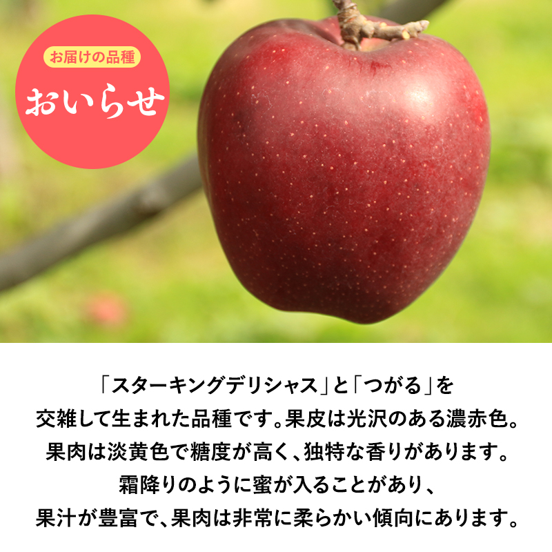 2025年産 １０月・１１月発送　【訳あり】家庭用おいらせ10ｋｇ　【そと川りんご園・１０月・１１月・青森県産・平川市・りんご・おいらせ・10ｋｇ・訳あり・家庭用】
