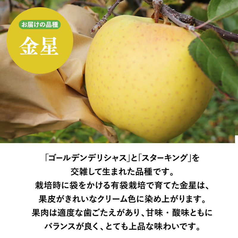 １２月～２月発送　【訳あり】家庭用金星(有袋)10ｋｇ　【そと川りんご園・１１月・１２月・１月・２月・青森県産・平川市・りんご・金星(有袋)・10ｋｇ・訳あり・家庭用】