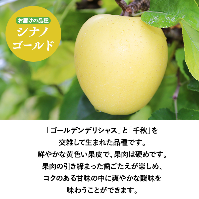 2025年産 １月～４月発送　贈答用シナノゴールド10ｋｇ　【そと川りんご園・１月・２月・３月・４月・青森県産・平川市・りんご・シナノゴールド・10ｋｇ・贈答用】