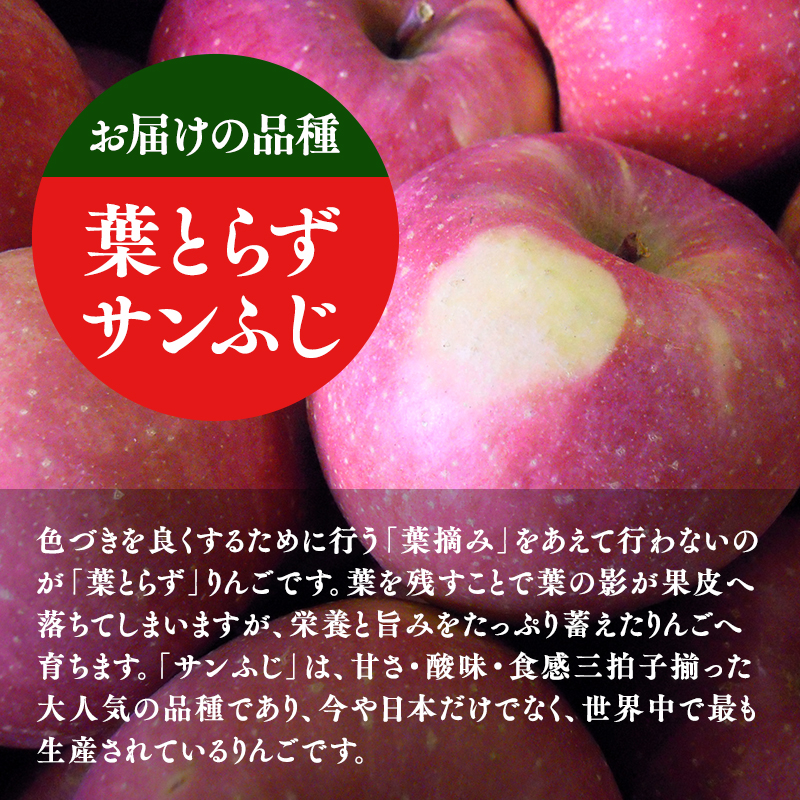 ≪選べる配送月≫１～２月発送 訳あり 家庭用 甚八りんご 葉とらずサンふじ5kg 【マルジンサンアップル 1月 2月 青森県産 平川市 りんご 葉とらずサンふじ 5kg 訳あり 家庭用】 1月発送 5kg