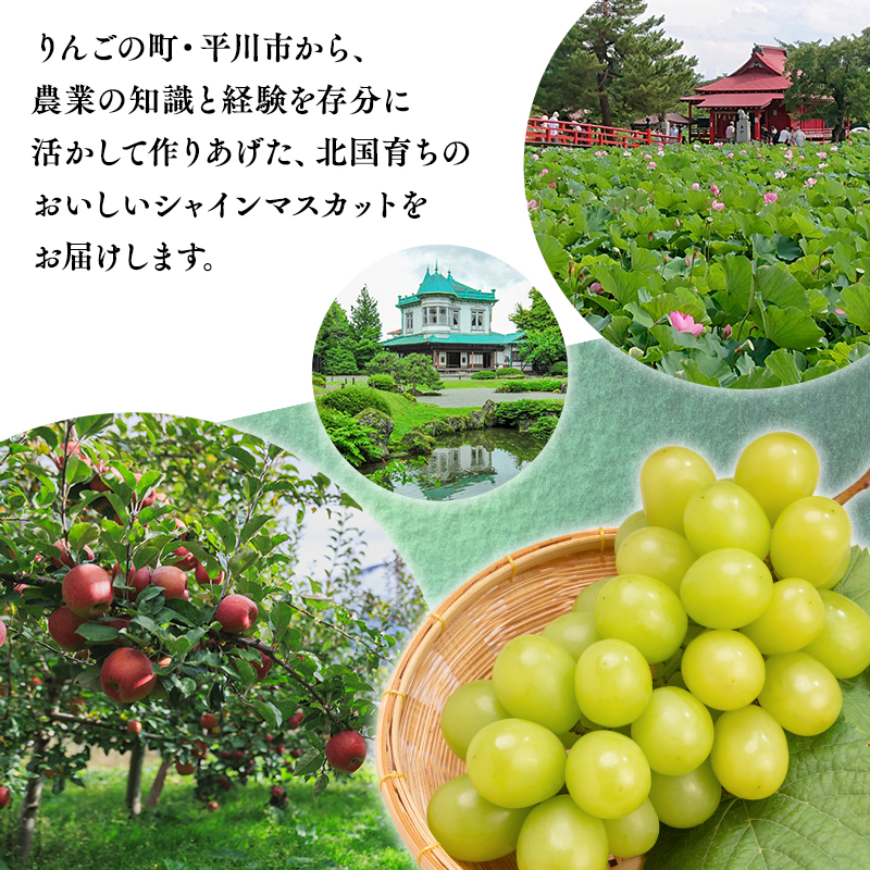 2026年産先行受付　訳あり 北国の冬シャインマスカット2房【原田農園】[hi-0068-001]シャインマスカット 訳あり 家庭用 ぶどう 産地直送 高糖度 平川市