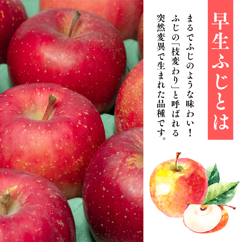 10月発送 【訳あり】家庭用早生ふじ 約3kg 【那由多のりんご園・平川市産】