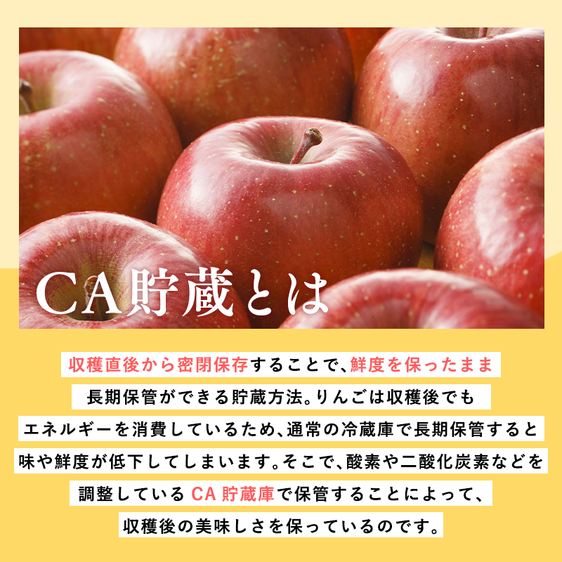 4月 CA貯蔵サンふじ 約5kg【森山商店・青森県産・青森りんご・4月】