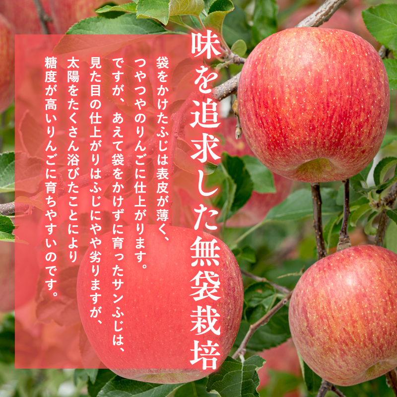 3月  サンふじりんご「特A」約5kg 糖度13度以上(14～20玉程度） 【森山商店・平川市・青森りんご・3月】