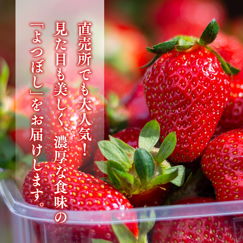 【2~4月発送】いちご よつぼし 約300ｇ×２パック