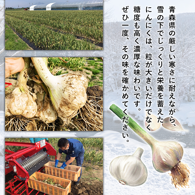 【8月~1月発送】福地ホワイト六片種 約1㎏