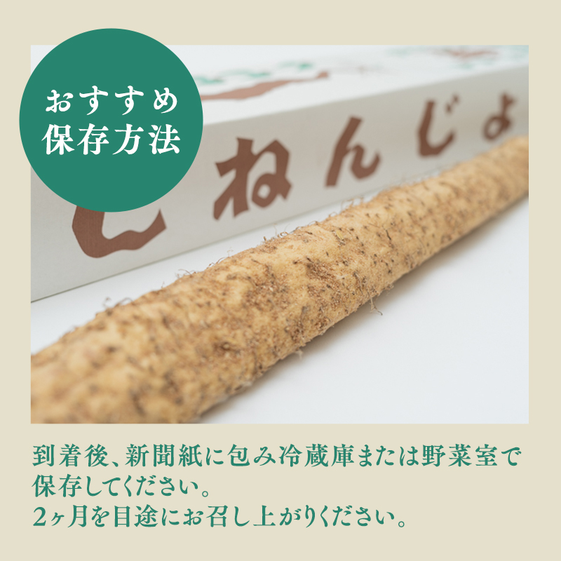 碇ヶ関産 自然薯1本