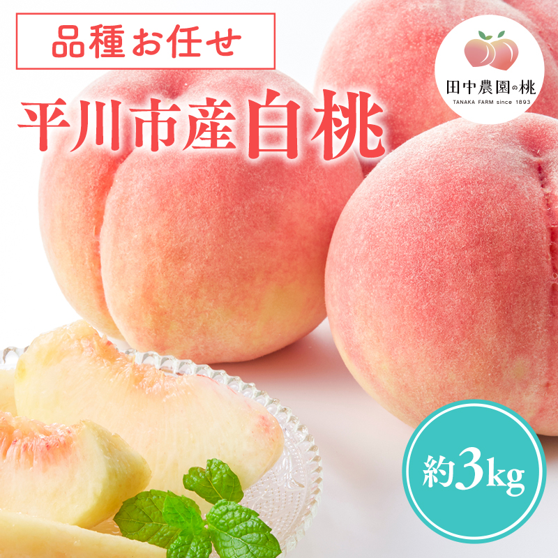 先行予約≪8月～9月発送予定≫  品種お任せ 平川市産 白桃 約3kg 【青森県 平川市 田中農園】フルーツ 果物 桃 もも モモ 白桃 ピーチ はくとう お取り寄せ 先行予約 旬 おまかせ 