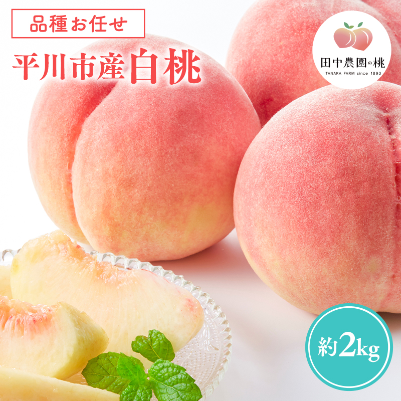 先行予約≪8月～9月発送予定≫  品種お任せ 平川市産 白桃 約2kg (5-6玉）【青森県 平川市 田中農園】フルーツ 果物 桃 もも モモ 白桃 ピーチ はくとう お取り寄せ 先行予約 旬 おまかせ 