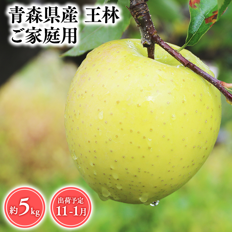 2025年産 １１月～１月発送　【訳あり】家庭用王林5ｋｇ　【そと川りんご園・１１月・１２月・１月・青森県産・平川市・りんご・王林・5ｋｇ・訳あり・家庭用】