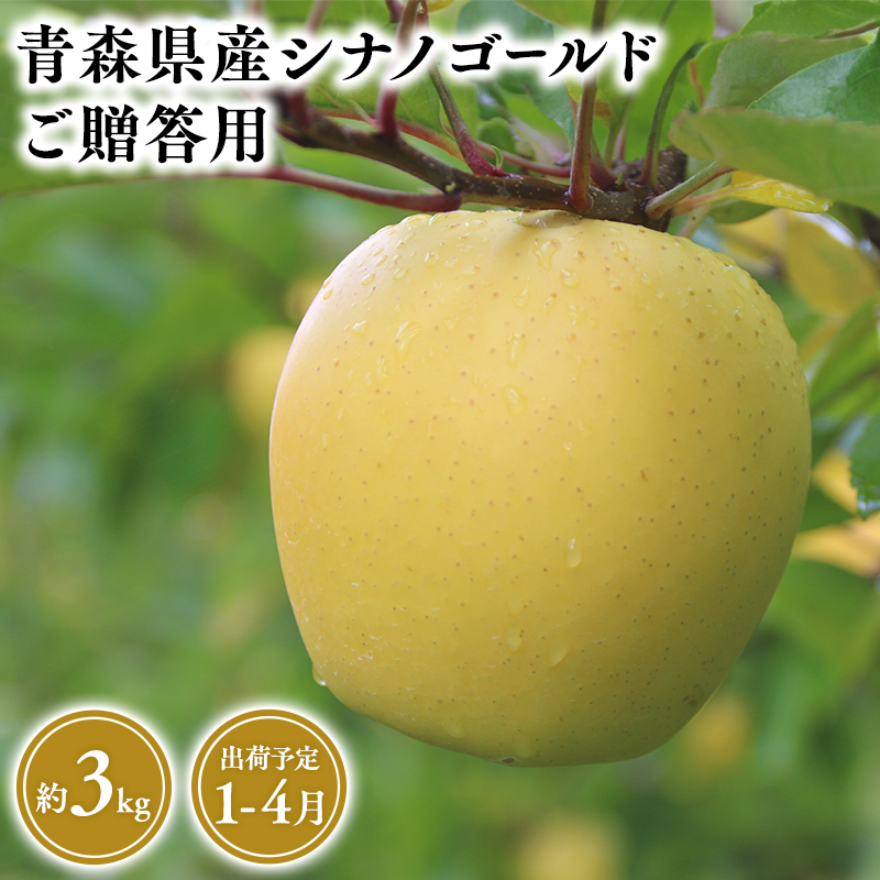 2025年産 １月～４月発送　贈答用シナノゴールド3ｋｇ　【そと川りんご園・１月・２月・３月・４月・青森県産・平川市・りんご・シナノゴールド・3ｋｇ・贈答用】