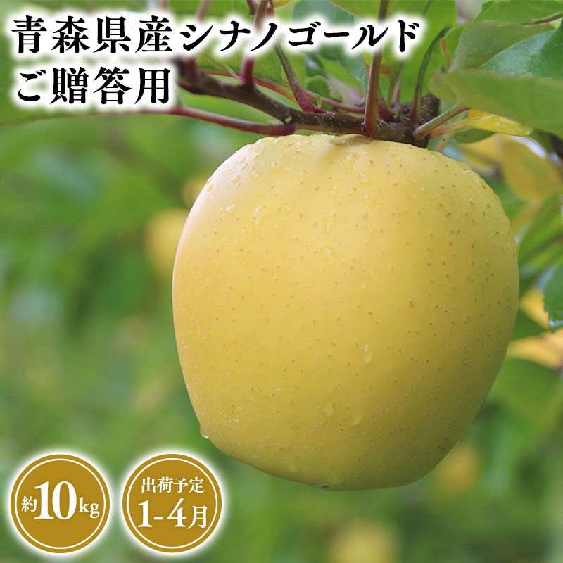 2025年産 １月～４月発送　贈答用シナノゴールド10ｋｇ　【そと川りんご園・１月・２月・３月・４月・青森県産・平川市・りんご・シナノゴールド・10ｋｇ・贈答用】