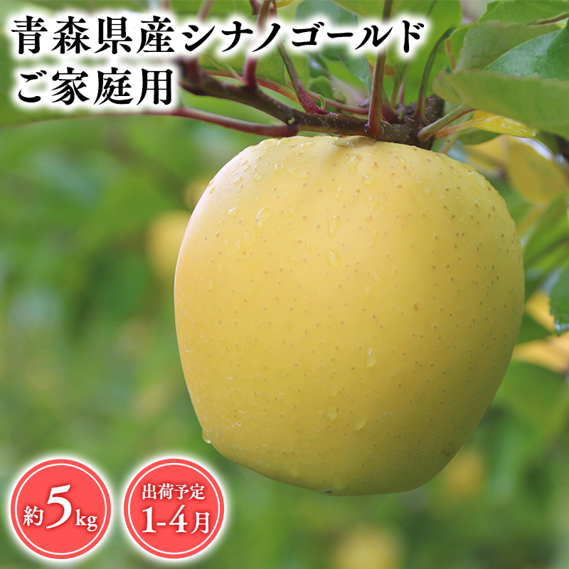 2025年産 １月～４月発送　【訳あり】家庭用シナノゴールド5ｋｇ　【そと川りんご園・１月・２月・３月・４月・青森県産・平川市・りんご・シナノゴールド・5ｋｇ・訳あり・家庭用】