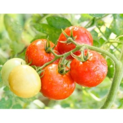 とまったれセット