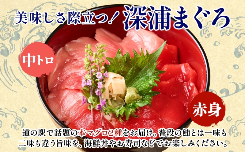 本マグロ 赤身 2柵 中トロ 1柵 セット 国産 本鮪 まぐろ マグロ クロマグロ 鮪 刺身 丼ぶり 寿司 海鮮 魚介 贅沢 お取り寄せ 詰め合わせ グルメ 産地直送 送料無料 冷凍 道の駅 青森県 深浦町