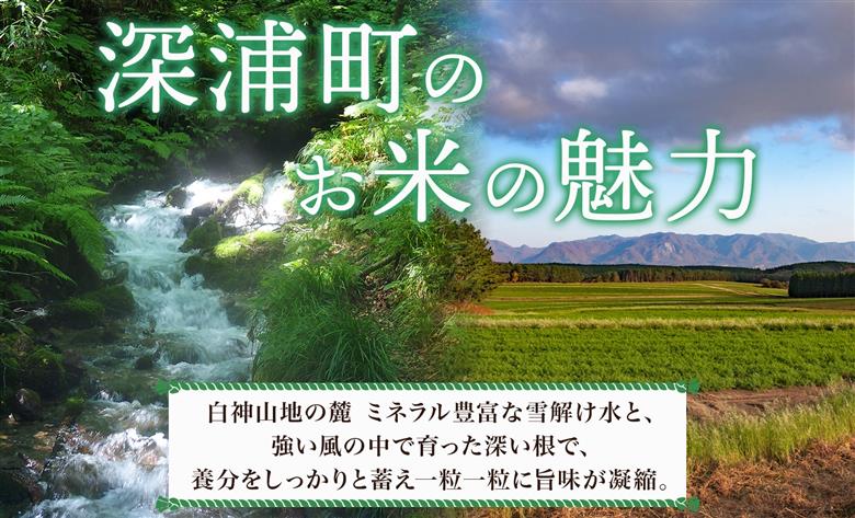 青森ブランド米 はれわたり5kg 白米 米 お米 コメ こめ 食品 ご飯 ごはん 和食 あっさり 国産 送料無料 つややか 青森県 深浦町