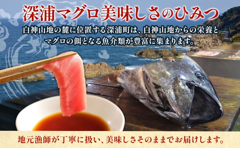 本マグロ 赤身 中トロ 各1柵 セット 国産 本鮪 まぐろ マグロ クロマグロ 鮪 刺身 丼ぶり 寿司 海鮮 魚介 贅沢 お取り寄せ 詰め合わせ グルメ 産地直送 送料無料 冷凍 道の駅 青森県 深浦町