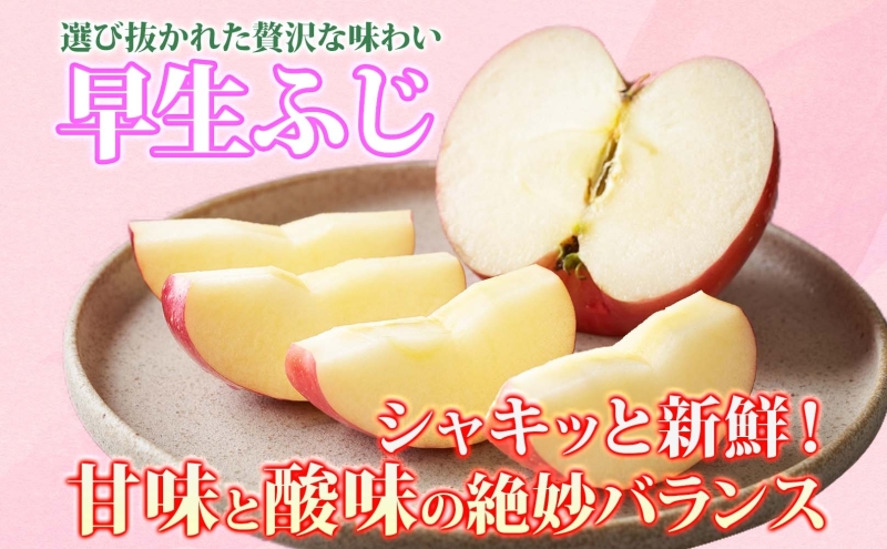 【9月・10月発送】贈答用 早生ふじ 約3kg【西目屋村産・青森りんご】 りんご 林檎 リンゴ 果物 フルーツ くだもの 旬 青森県産 お取り寄せ 詰め合わせ セット 常温 産地直送 送料無料 青森県 西目屋村