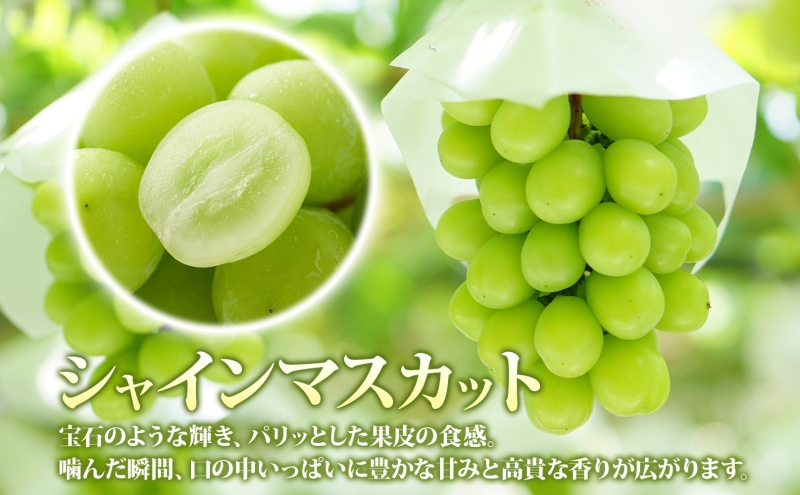 シャインマスカット 秀品 1房 約600g 青森県産 ぶどう ブドウ 葡萄 種なし 大粒 果物 フルーツ くだもの 果実 旬 贈答用 化粧箱 贈り物 人気 お取り寄せ 産地直送 青森県 西目屋村