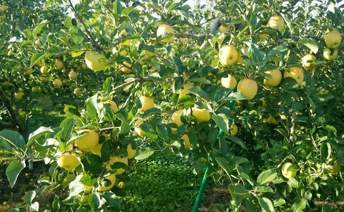 【青森県産りんご】化粧箱入り贈答用トキ 約3kg