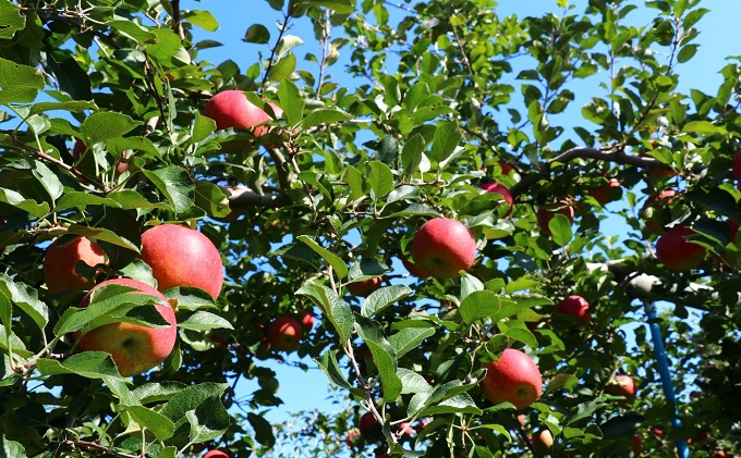 早生ふじ約10kg 家庭用青森県産（10月発送）