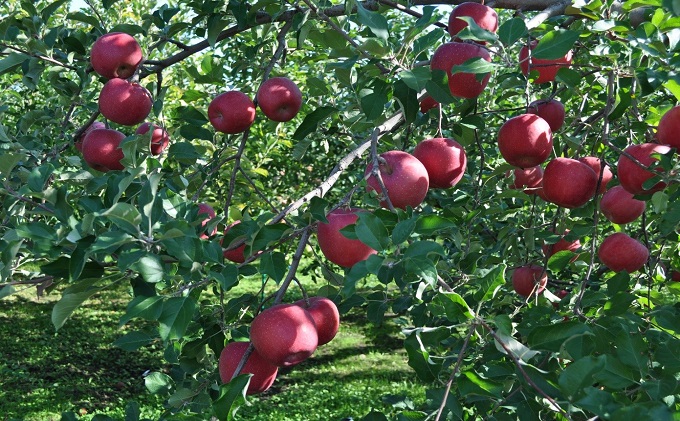早生ふじ約10kg 家庭用青森県産（10月発送）
