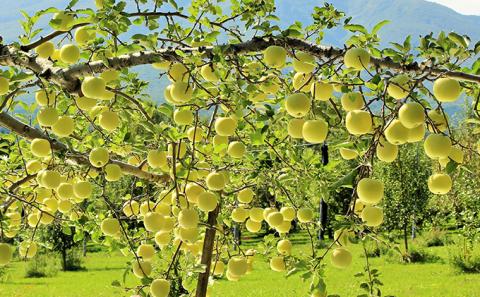 【3月発送】贈答用 サンふじ・王林詰め合わせ 約10kg【青森りんご】