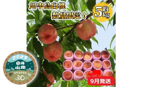 【9月配送】桃（川中島白桃）約5kg【青森県津軽産】