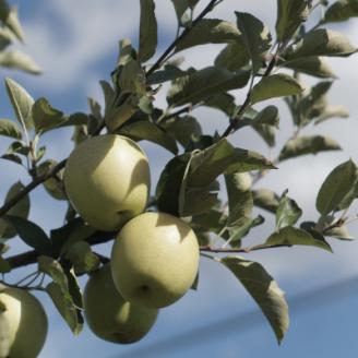 【家庭用】藤崎町産りんご　王林約10kg(24～40個)【配送不可地域：離島・沖縄県】