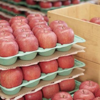 【産地直送】サンふじ　贈答用約3kg(7～10個)【配送不可地域：離島・沖縄県】