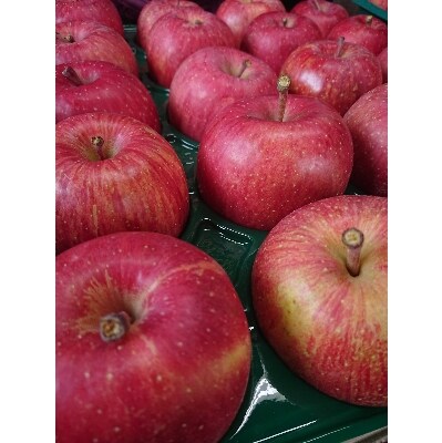 サンふじ 家庭用 約10kg(28～40個)【配送不可地域：離島・沖縄県】