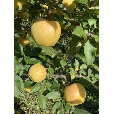 サン金星　家庭用　3kg(8～12個)【配送不可地域：離島・沖縄県】