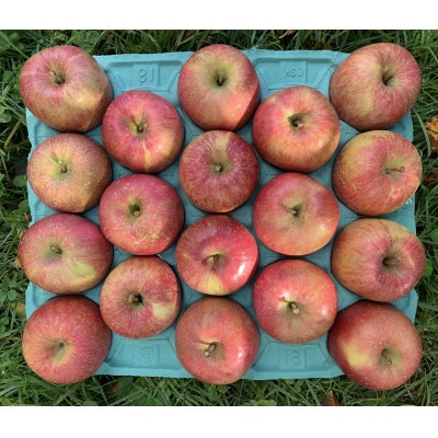 酸味!葉とらずサンジョナゴールド　訳あり　約10kg　【配送不可地域：離島・沖縄県】