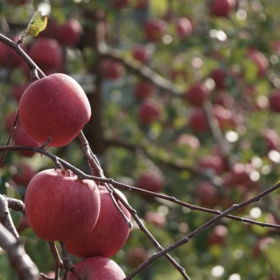 【産地直送】サンふじ 家庭用 3kg(7～10個)【配送不可地域：離島・沖縄県】