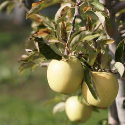 【産地直送】王林 贈答用 3kg(7～10個)【配送不可地域：離島・沖縄県】