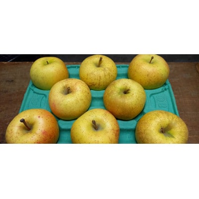 サン金星　家庭用　3kg(8～12個)【配送不可地域：離島・沖縄県】