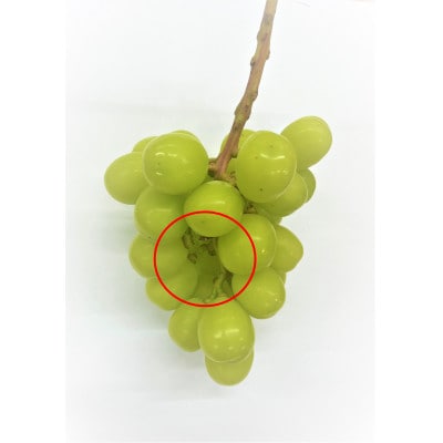 【訳あり】シャインマスカット2～3房　約1kg【配送不可地域：離島・沖縄県】