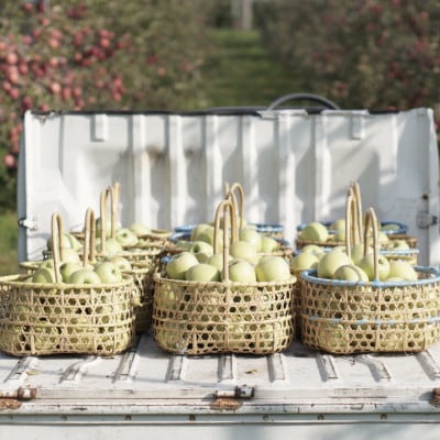 【産地直送】王林 家庭用 3kg(7～10個)【配送不可地域：離島・沖縄県】