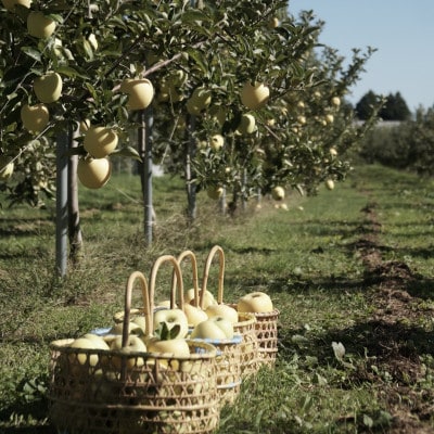 【産地直送】シナノゴールド 家庭用 3kg(7～10個)【配送不可地域：離島・沖縄県】