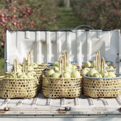 【産地直送】「王林」りんご　家庭用　5kg(12～20個)【配送不可地域：離島・沖縄県】