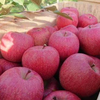 サンふじ 贈答品 約5kg(14～20個)【配送不可地域：離島・沖縄県】